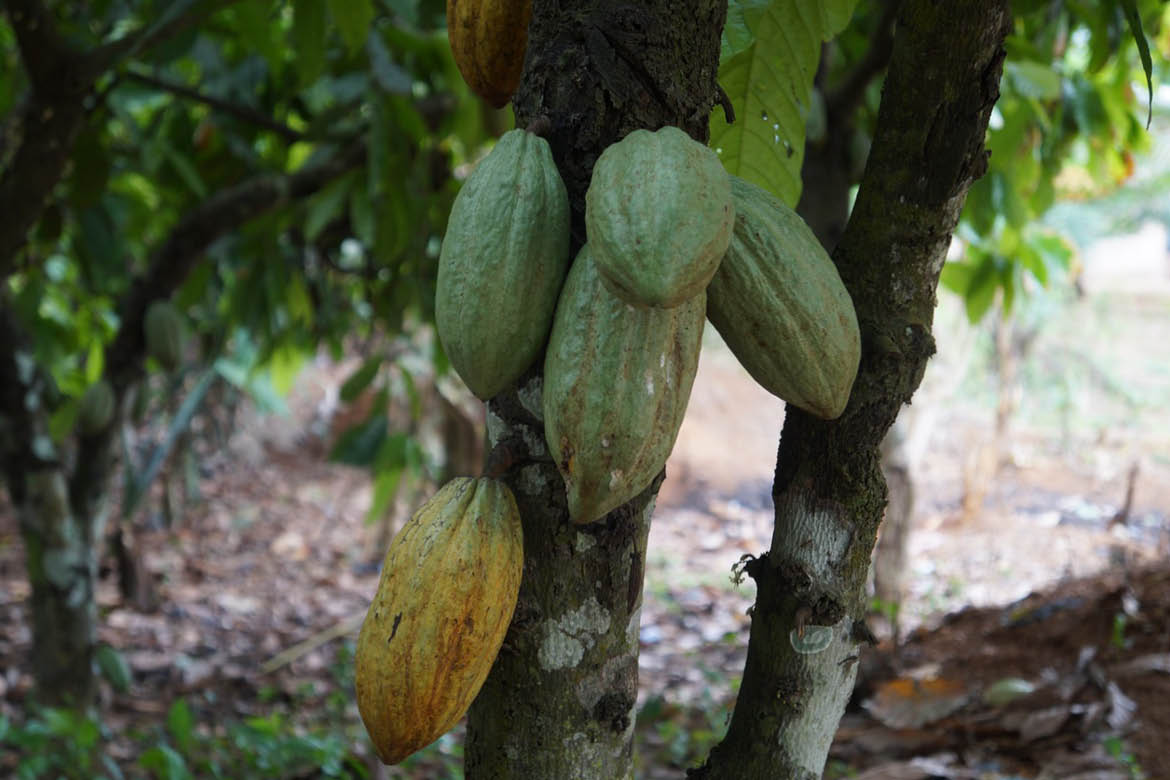 Kakaoplante