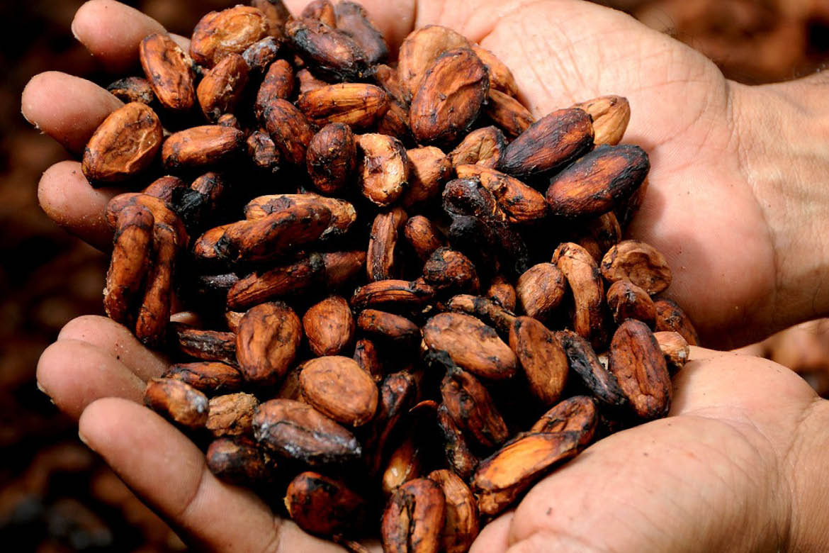 Kakaobønner